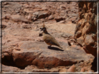 foto Parco nazionale Uluru-Kata, Tjuta